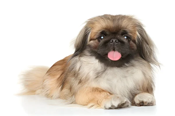Pekingese