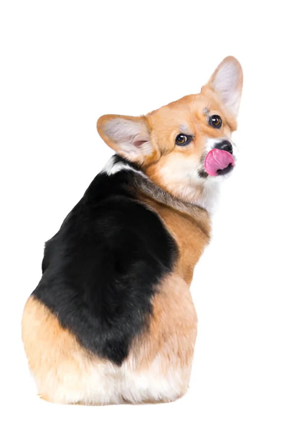 Pembroke Welsh Corgi