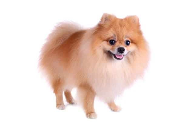 Pomeranian