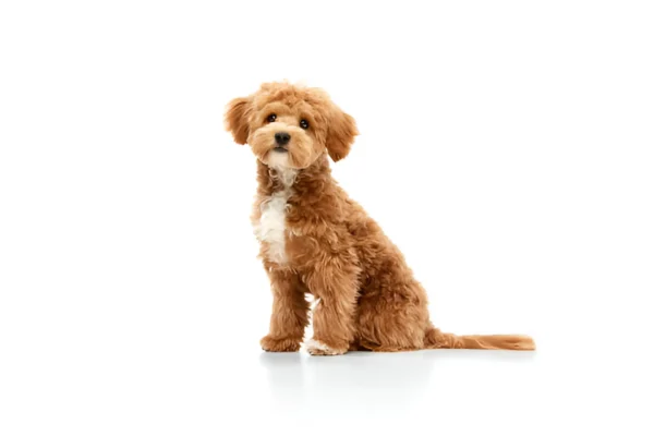Poodle (Miniature)