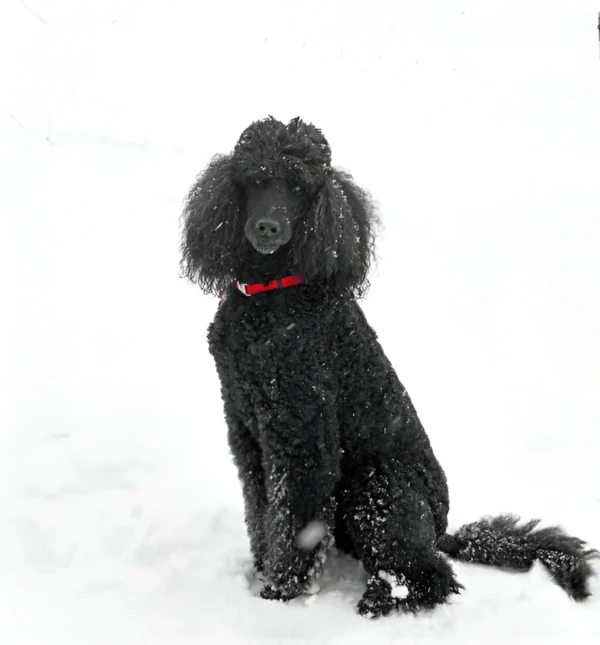 Poodle (Standard)