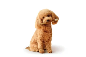poodle toy dog breed