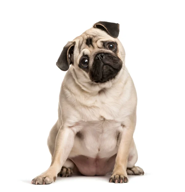Pug