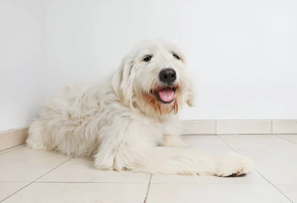 Pyrenean Mastiff
