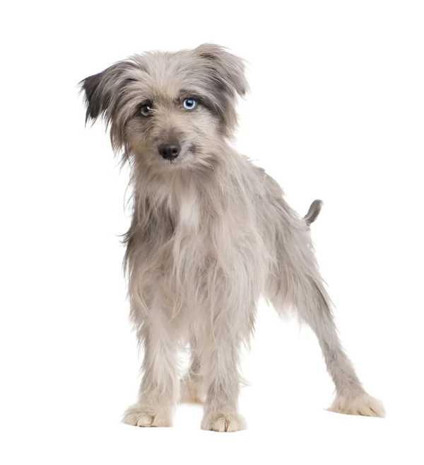 Pyrenean Shepherd
