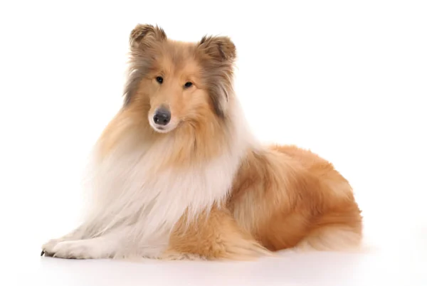 Rough Collie