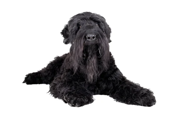 Russian Black Terrier