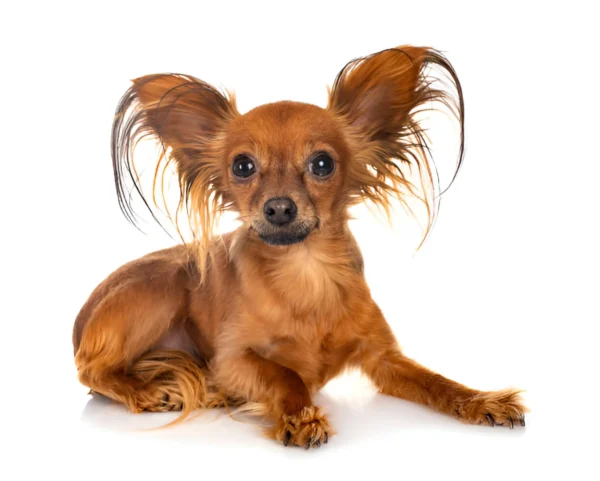 Russian Toy Terrier