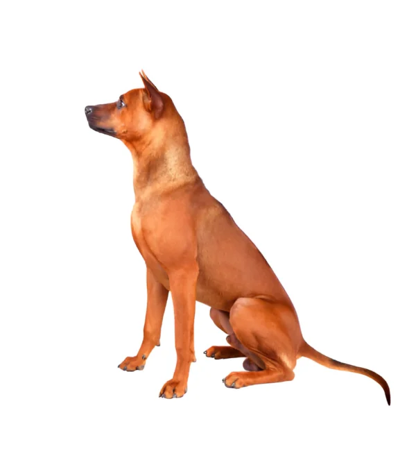 Thai Ridgeback