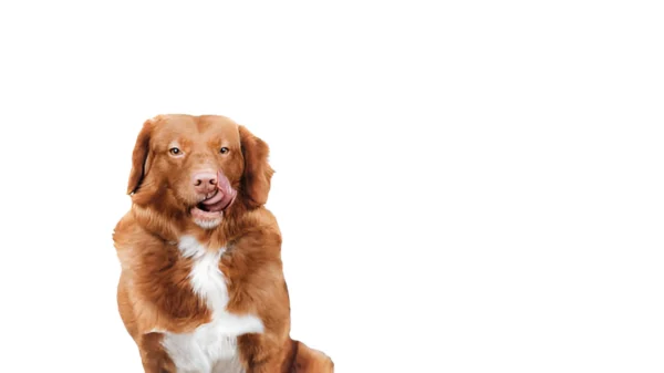 Toller (Nova Scotia Duck-Tolling Retriever)