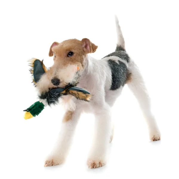 Toy Fox Terrier