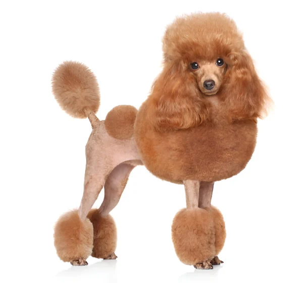 Toy Poodle
