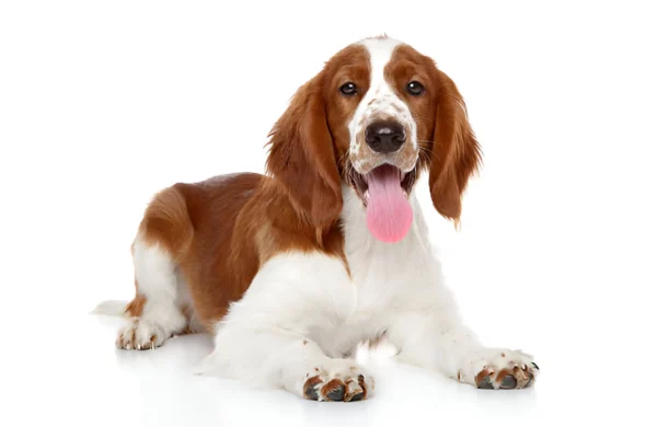 Welsh Springer Spaniel
