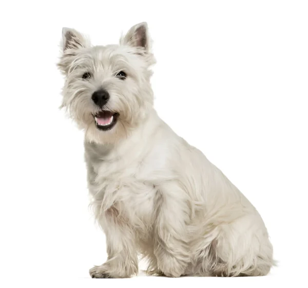 West Highland White Terrier