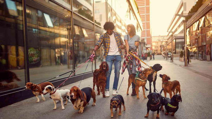Urban Canines: Best Dog Breeds for City Living 16 Discover the best dog breeds for city living! From French Bulldogs to Pugs, learn how to choose the perfect urban canine companion that thrives in small spaces.