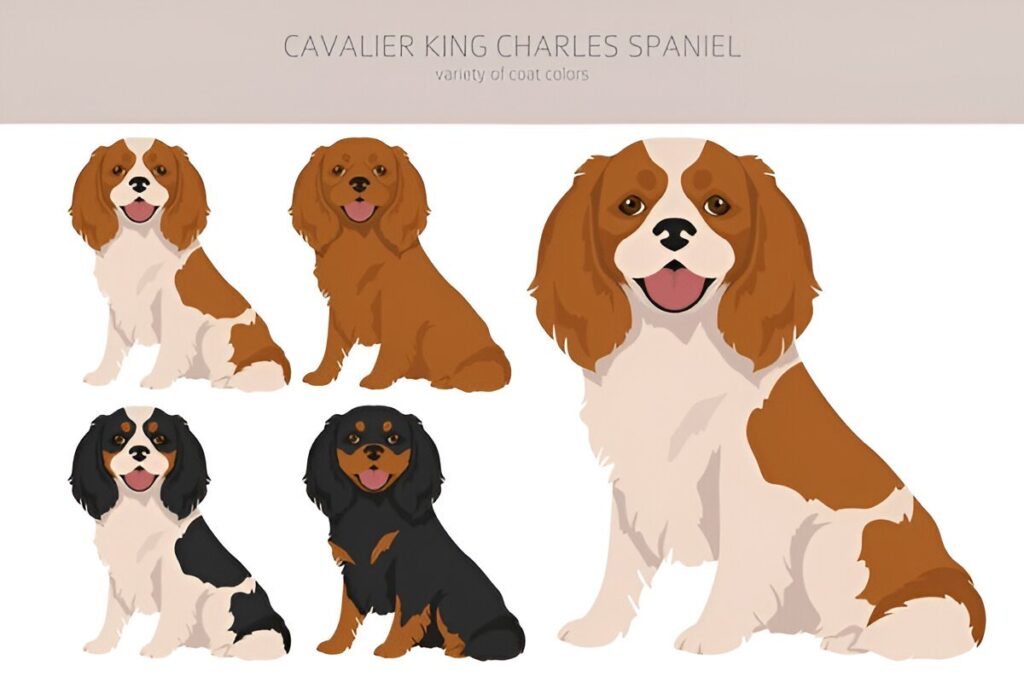 Understanding the Differences Between King Charles Spaniel Varieties 3 Discover the distinct differences between King Charles Spaniel types, including their unique features and temperaments.