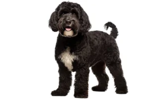 Portuguese Water Dog 1