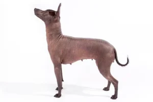 Xoloitzcuintli Mexican Hairless