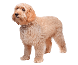 labradoodle
